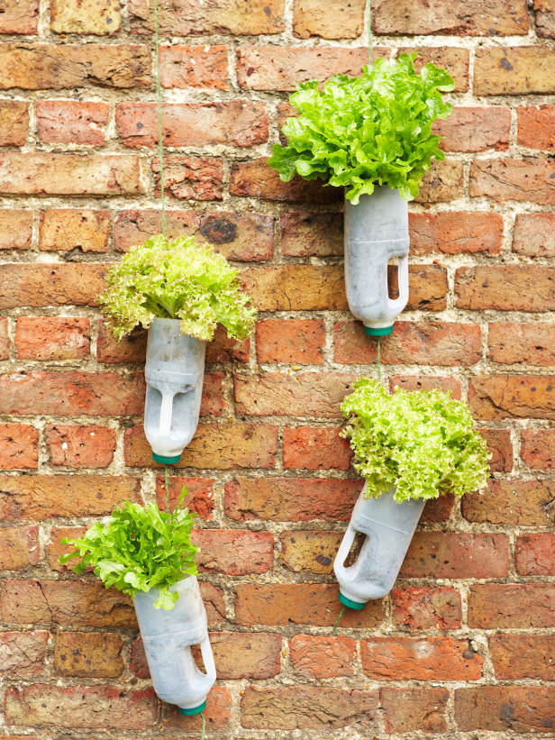 “Thiên biến vạn hóa” đồ vật quanh nhà để... gieo hạt, trồng cây - 4