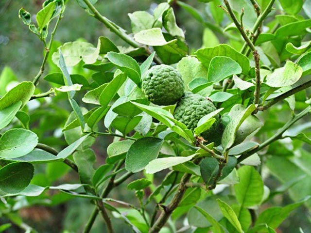 Sốt xình xịch với chanh hình ngón tay, giống não người - 8