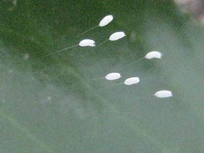 2011_3_24_img_3405--ss