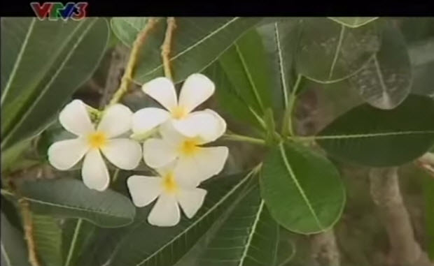 Vườn của mẹ trồng sen và súng giữa lòng TP.HCM - 6