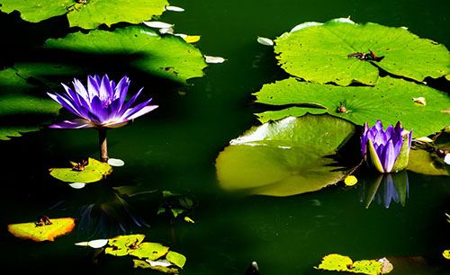 Hoa súng Thái nhiều màu lên ngôi mùa hè này - 9