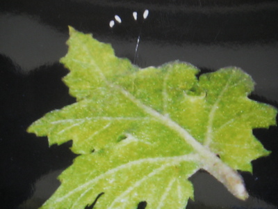 2011_3_24_img_4240--ss