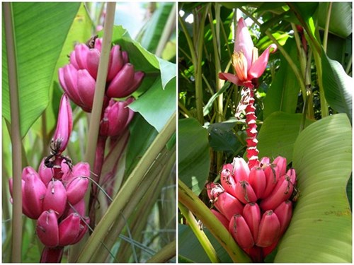 Chuối tím hồng độc lạ "sốt xình xịch" thị trường Việt - 4