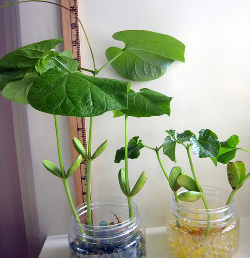 Tự tay trồng hạt đậu “mầm tình” - món quà đầy bất ngờ, thú vị - 9