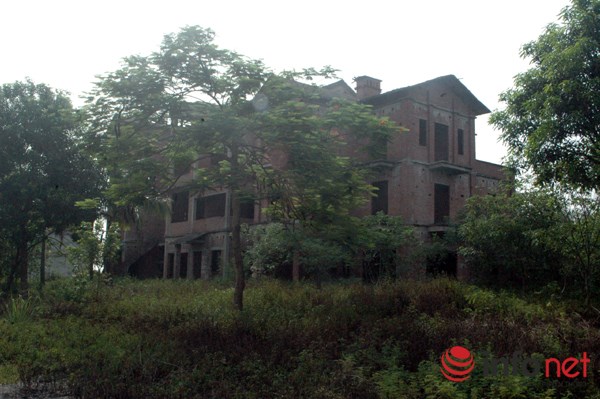 "Rừng tái sinh” bao phủ những ngôi biệt thự tiền tỷ ở Thủ đô - 6