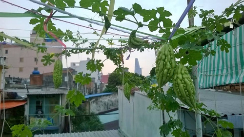 TP.HCM: Cô giáo mầm non hăng hái làm nông dân tại nhà - 4