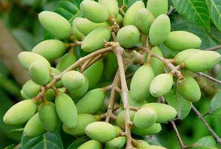 Quả lạ núi rừng tràn xuống phố "lấy lòng" chị em - 8