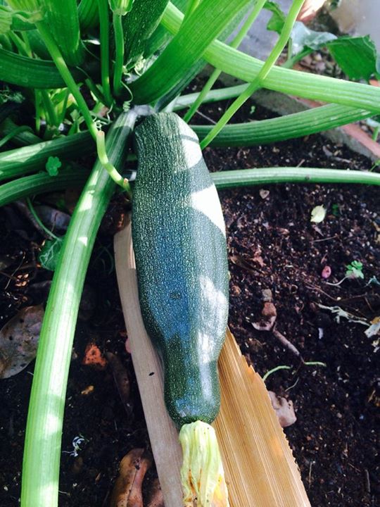 Vườn ban công 1.5m2 cho rau mơn mởn, dưa chuột 0.7 kg - 20