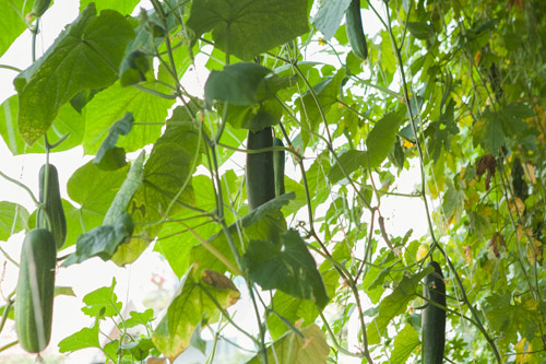 TP.HCM: Văn phòng cho nhân viên thỏa thuê trồng rau sạch - 12