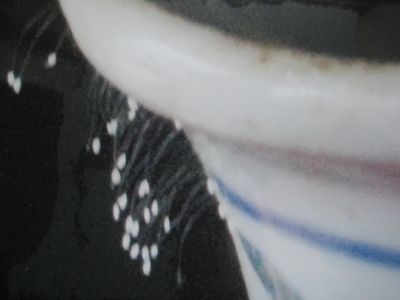 2011_3_24_img_4237--ss