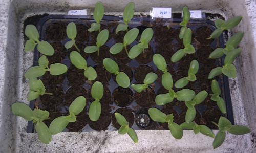 TP.HCM: Văn phòng cho nhân viên thỏa thuê trồng rau sạch - 3