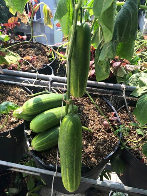 TP.HCM: Văn phòng cho nhân viên thỏa thuê trồng rau sạch - 13