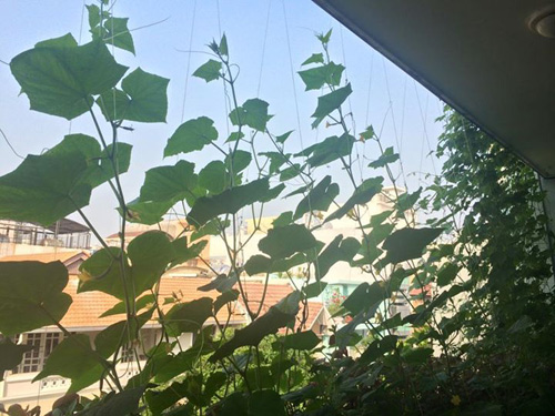 TP.HCM: Văn phòng cho nhân viên thỏa thuê trồng rau sạch - 8