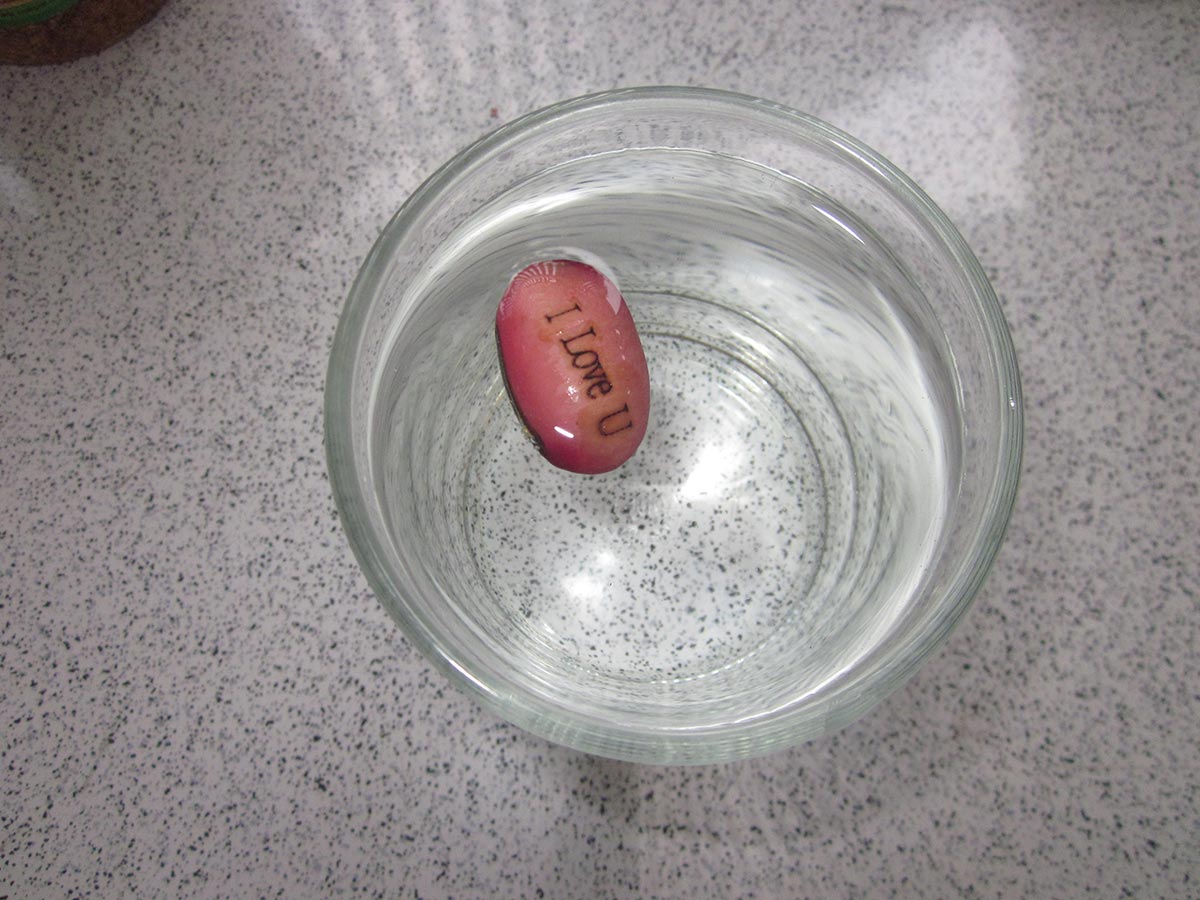 Tự tay trồng hạt đậu “mầm tình” - món quà đầy bất ngờ, thú vị - 3