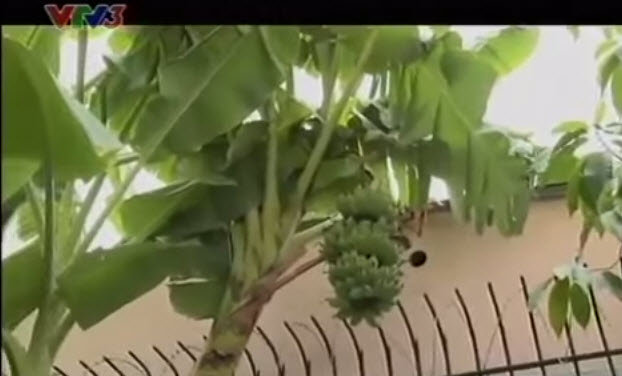 Vườn của mẹ trồng sen và súng giữa lòng TP.HCM - 4