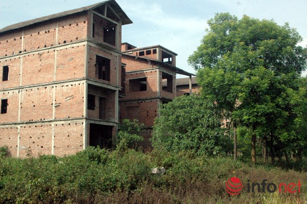 "Rừng tái sinh” bao phủ những ngôi biệt thự tiền tỷ ở Thủ đô - 7