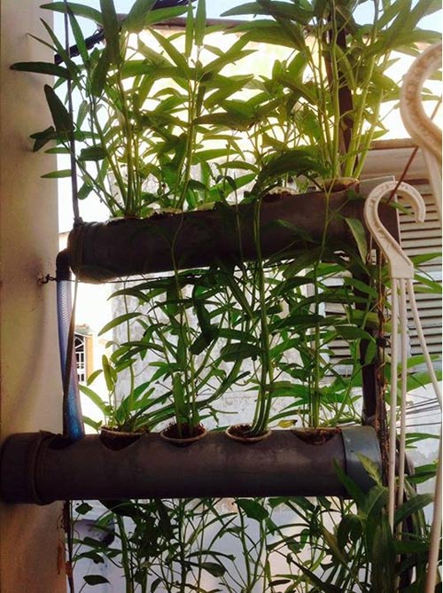 Vườn ban công 1.5m2 cho rau mơn mởn, dưa chuột 0.7 kg - 9