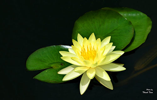 Hoa súng Thái nhiều màu lên ngôi mùa hè này - 3