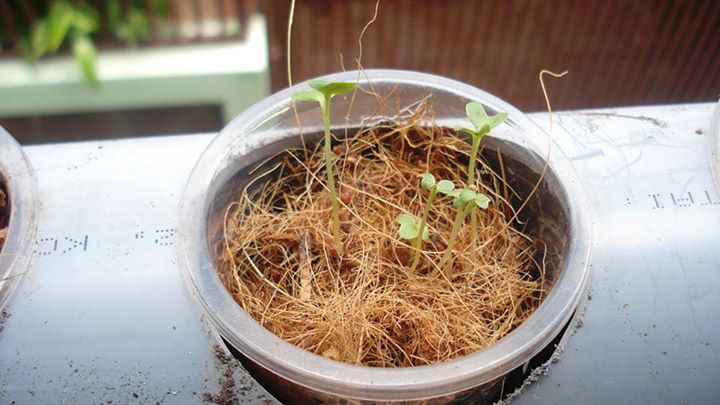 Vườn ban công 1.5m2 cho rau mơn mởn, dưa chuột 0.7 kg - 4