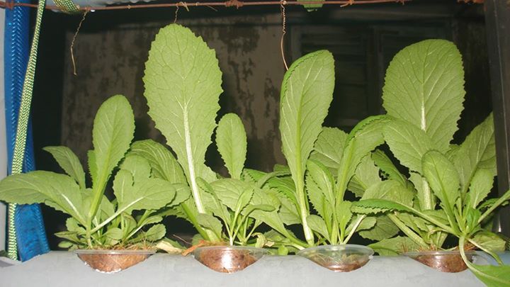 Vườn ban công 1.5m2 cho rau mơn mởn, dưa chuột 0.7 kg - 5