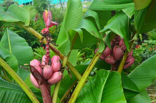 Chuối tím hồng độc lạ "sốt xình xịch" thị trường Việt - 2