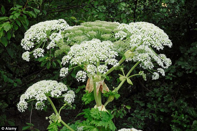 Ngò tây dại gây bỏng rộp, mù lòa nếu vô tình chạm phải - 7