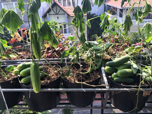 TP.HCM: Văn phòng cho nhân viên thỏa thuê trồng rau sạch - 14