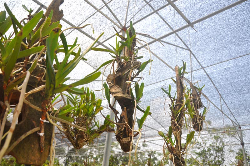 Chiêm ngưỡng vườn lan rừng tiền tỷ giữa Thủ đô - 2