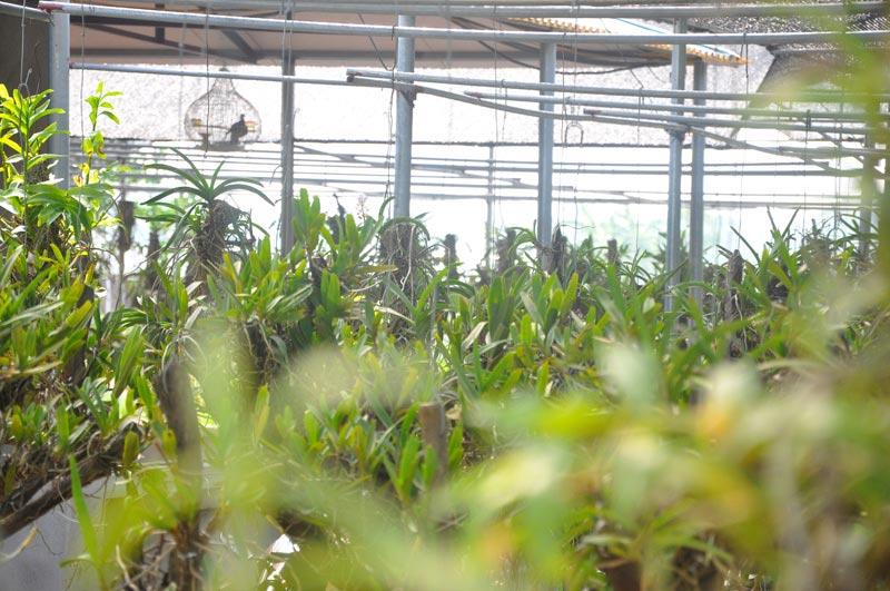 Chiêm ngưỡng vườn lan rừng tiền tỷ giữa Thủ đô - 7