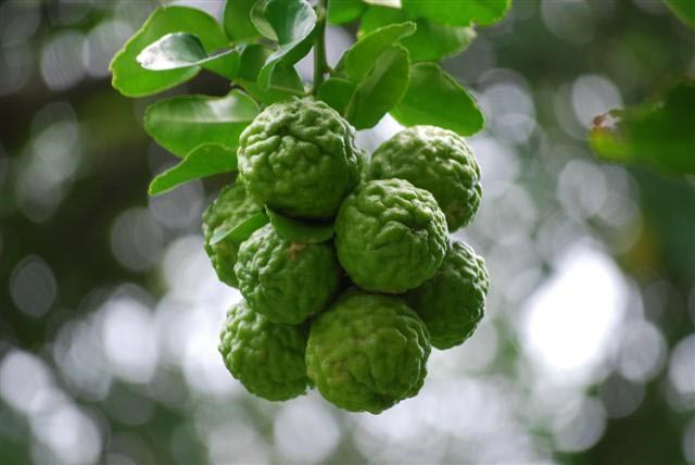 Sốt xình xịch với chanh hình ngón tay, giống não người - 7