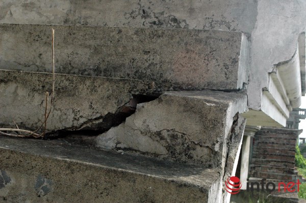 "Rừng tái sinh” bao phủ những ngôi biệt thự tiền tỷ ở Thủ đô - 12