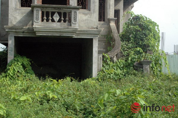 "Rừng tái sinh” bao phủ những ngôi biệt thự tiền tỷ ở Thủ đô - 10