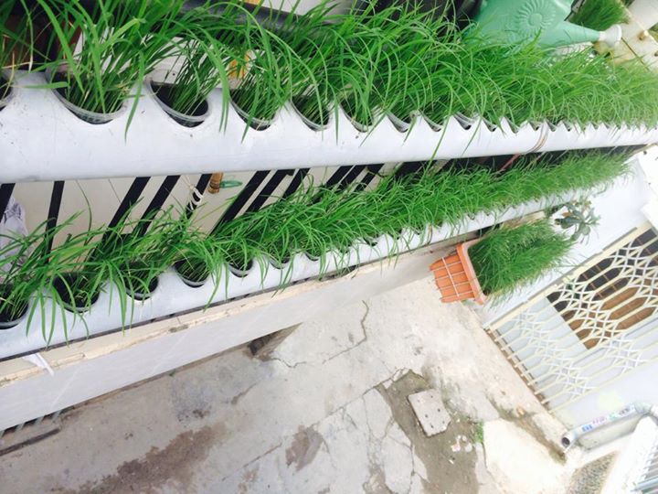 Vườn ban công 1.5m2 cho rau mơn mởn, dưa chuột 0.7 kg - 2