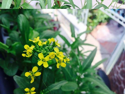 Vườn ban công 1.5m2 cho rau mơn mởn, dưa chuột 0.7 kg - 7