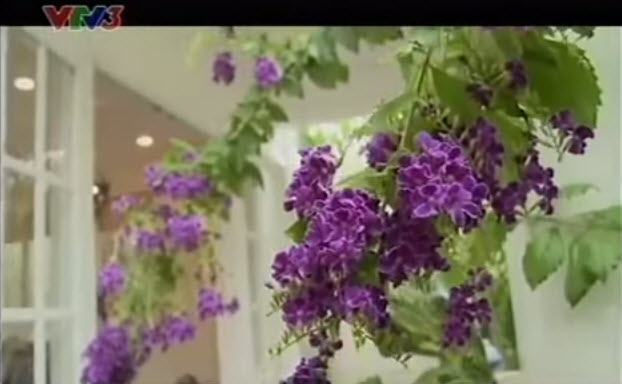 Vườn của mẹ trồng sen và súng giữa lòng TP.HCM - 5