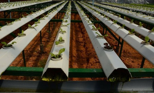 Cận cảnh vườn rau thủy canh bạc tỉ ở Đà Lạt - 3