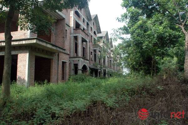 "Rừng tái sinh” bao phủ những ngôi biệt thự tiền tỷ ở Thủ đô - 3