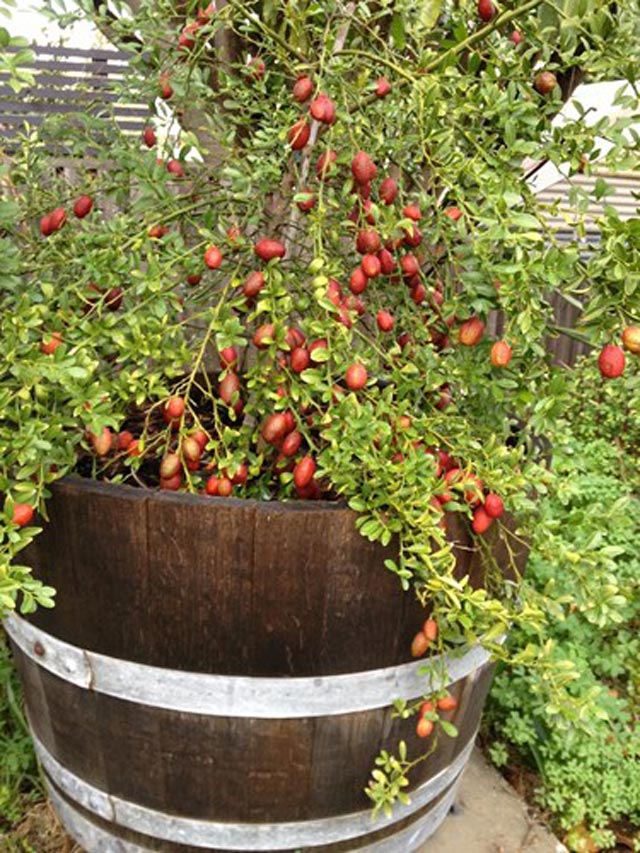 Sốt xình xịch với chanh hình ngón tay, giống não người - 14