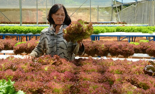 Cận cảnh vườn rau thủy canh bạc tỉ ở Đà Lạt - 8