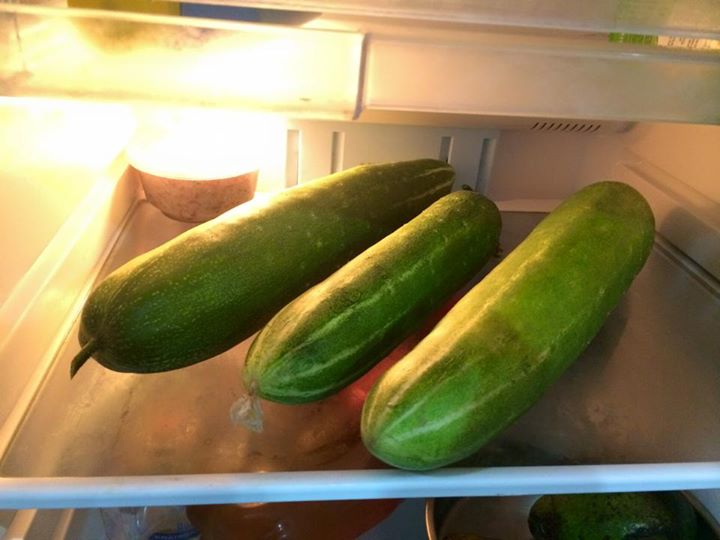 Vườn ban công 1.5m2 cho rau mơn mởn, dưa chuột 0.7 kg - 18