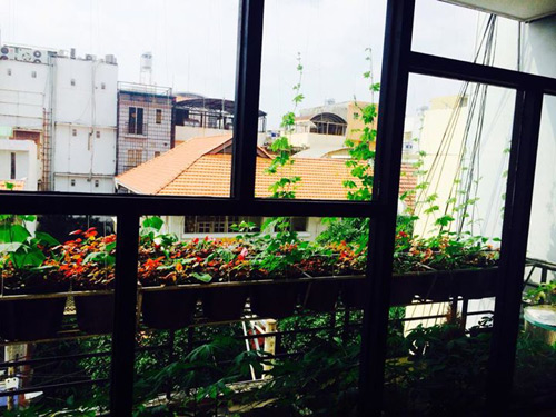 TP.HCM: Văn phòng cho nhân viên thỏa thuê trồng rau sạch - 9