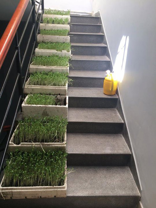 TP.HCM: Văn phòng cho nhân viên thỏa thuê trồng rau sạch - 17