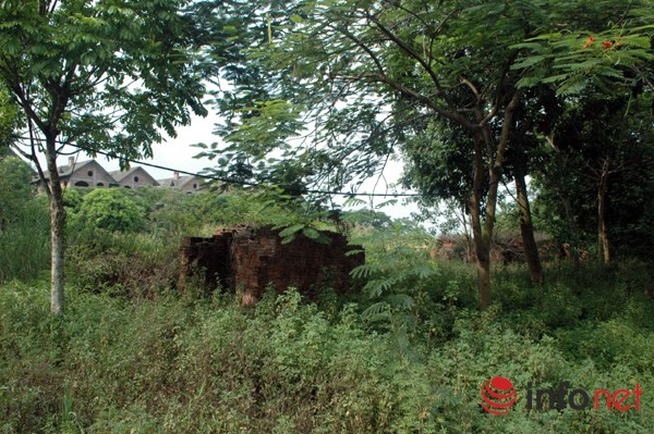 "Rừng tái sinh” bao phủ những ngôi biệt thự tiền tỷ ở Thủ đô - 13