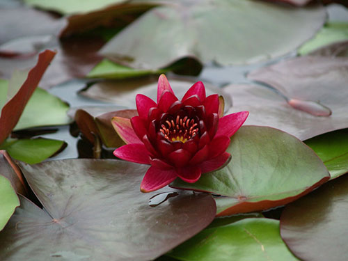 Hoa súng Thái nhiều màu lên ngôi mùa hè này - 7