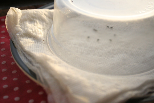 Trồng kiwi trong chậu: mát nhà mà sướng miệng - 4