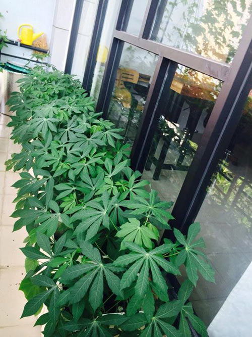 TP.HCM: Văn phòng cho nhân viên thỏa thuê trồng rau sạch - 7