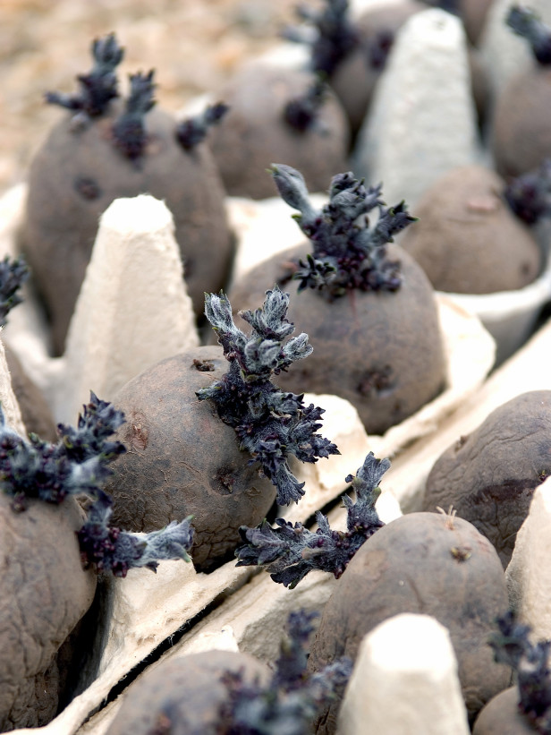 “Thiên biến vạn hóa” đồ vật quanh nhà để... gieo hạt, trồng cây - 10