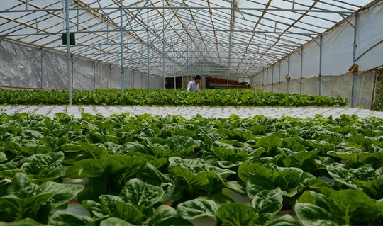 Cận cảnh vườn rau thủy canh bạc tỉ ở Đà Lạt - 6