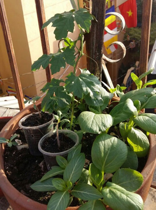 TP.HCM: Cô giáo mầm non hăng hái làm nông dân tại nhà - 2