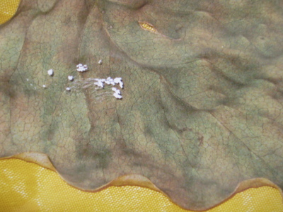 2011_3_24_img_4246--ss